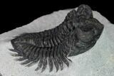 Coltraneia Trilobite Fossil - Huge Faceted Eyes #165922-3